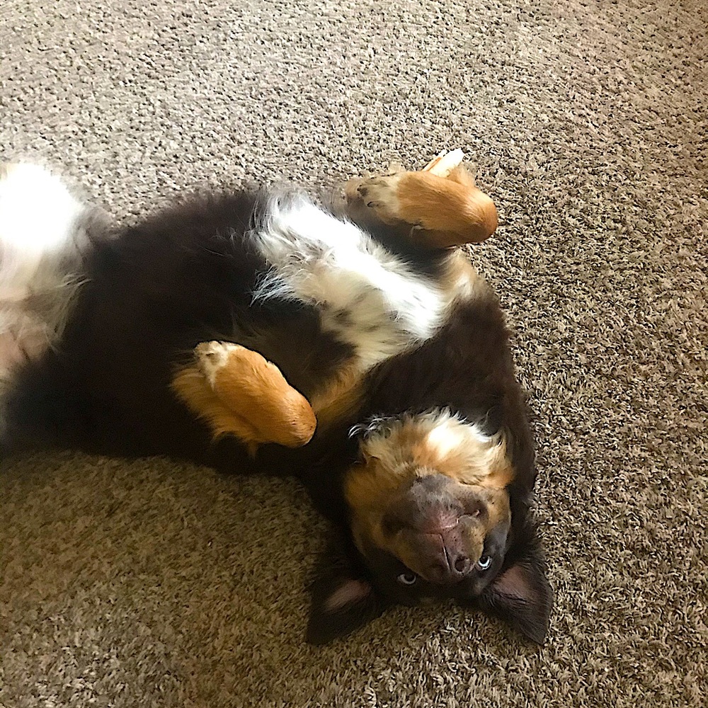 Meet your Posher, Dana